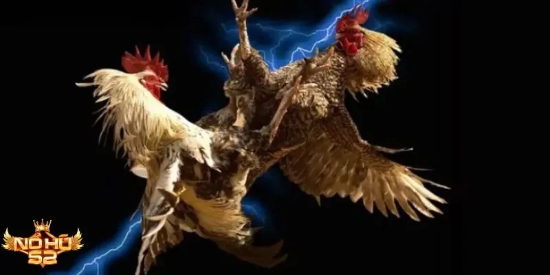 Bí quyết thắng nhanh khi chơi đá gà cựa sắt Nohu52